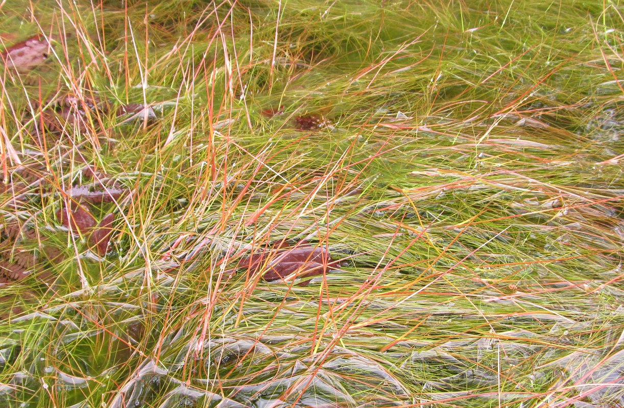 Image of Isolepis fluitans specimen.