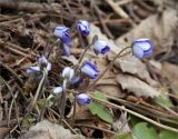 Hepatica nobilis. Цветущее растение. Ленинградская обл., Ломоносовский р-н, дер. Лопухинка, каньон в истоке р. Лопухинка. 15.04.2012.