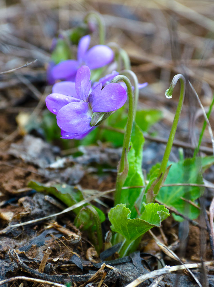 Image of Viola ambigua specimen.