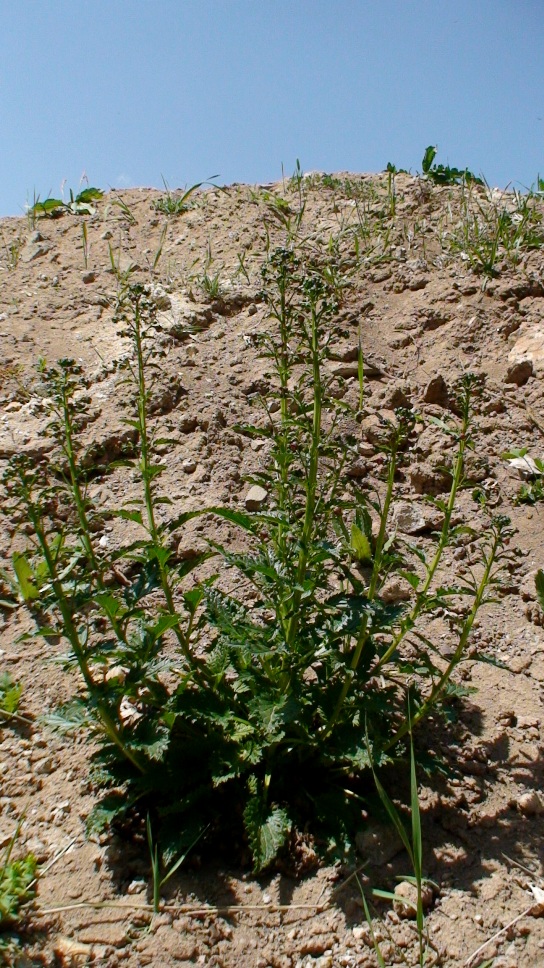 Изображение особи Scrophularia zvartiana.