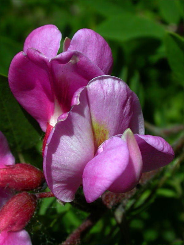 Image of Robinia neomexicana specimen.