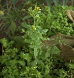 Sisymbrium officinale. Верхушка цветущего растения. Курская обл., г. Железногорск. 29 июля 2007 г.