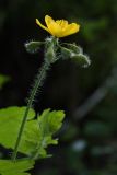 Chelidonium majus. Верхушка побега с соцветием с бутонами и распускающимися аномальным 6-членным цветком. Ленинградская обл., Ломоносовский р-н, дер. Дубки, сорное под плодовыми деревьями. 27.05.2012.