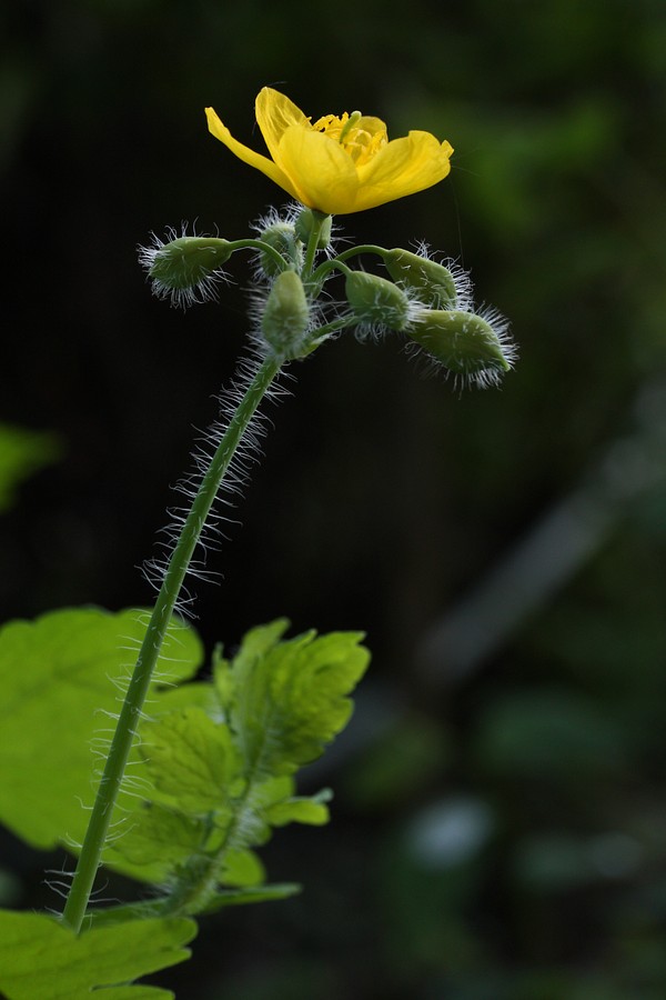 Image of Chelidonium majus specimen.