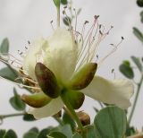 Capparis aegyptia