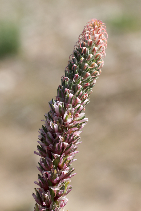 Image of Myricaria bracteata specimen.