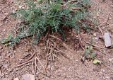 Astragalus rostratus