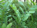 Polygonatum multiflorum. Плодоносящие растения. Курская обл., г. Железногорск. лес у вдхр. на р. Погарщина. 18 июля 2007 г.