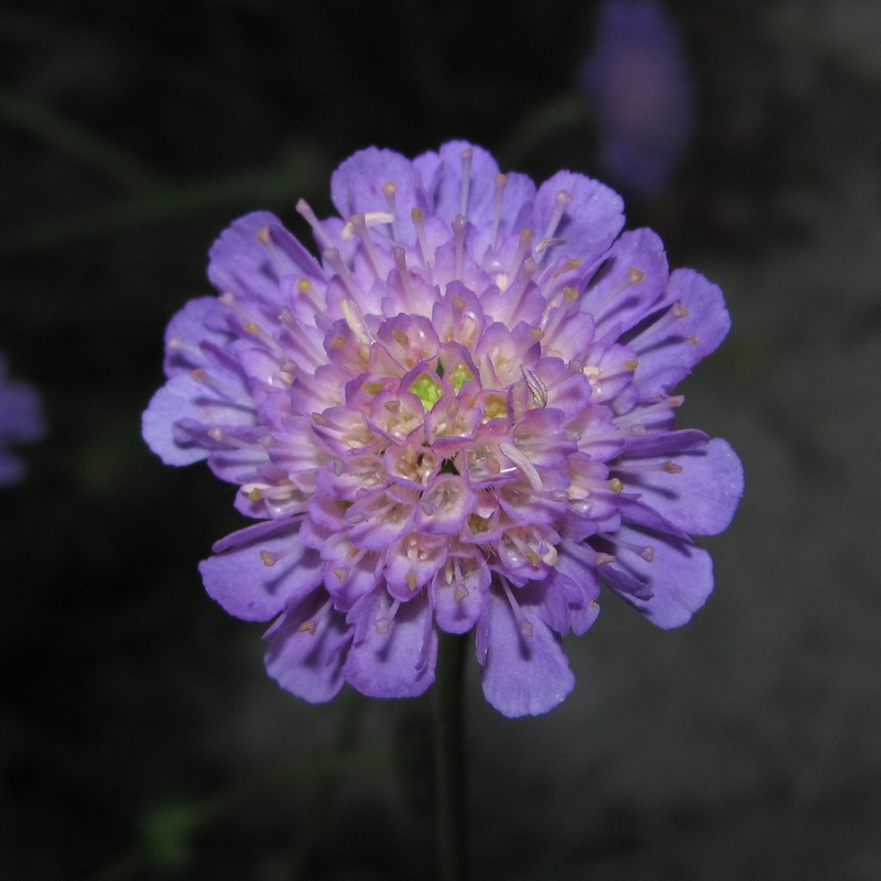 Image of Knautia arvensis specimen.