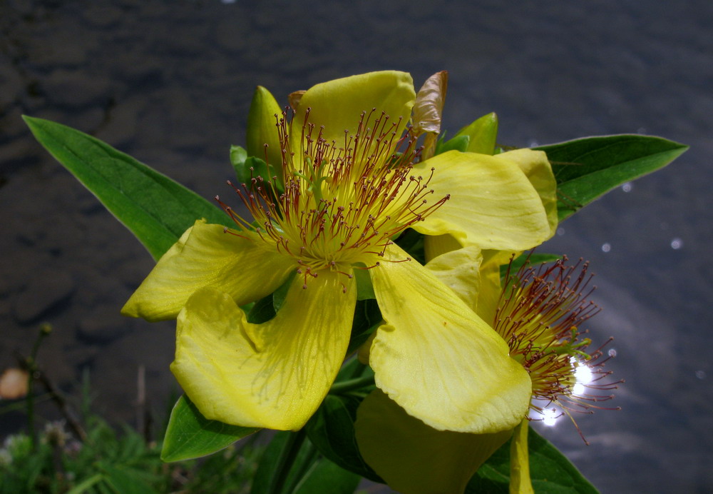 Изображение особи Hypericum ascyron.