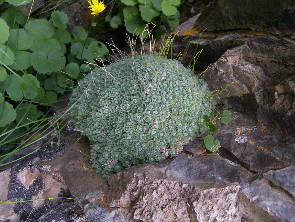 Image of Draba ossetica specimen.