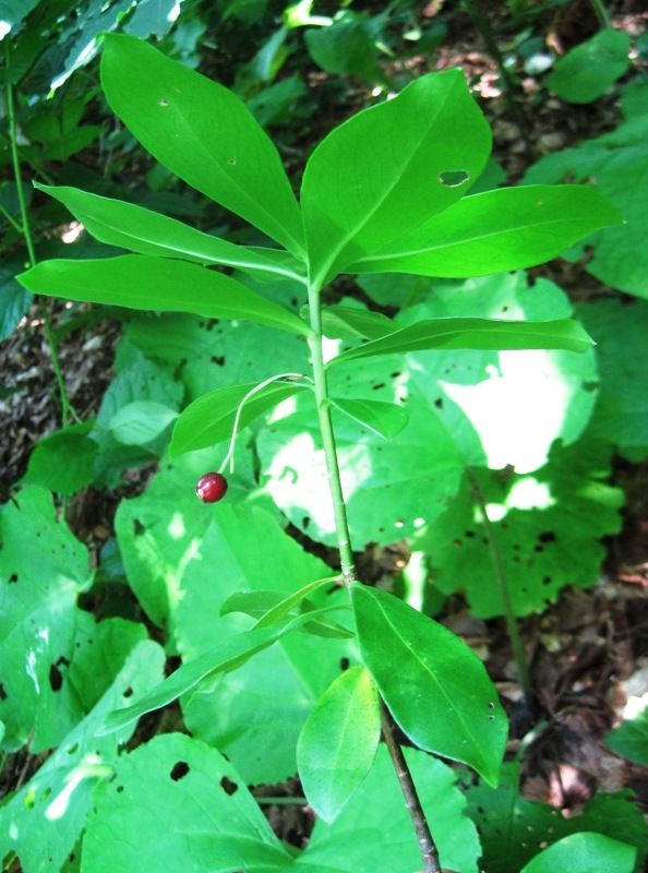 Image of Daphne albowiana specimen.