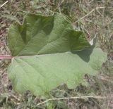 Arctium tomentosum. Лист. Украина, Луганская обл., Краснодонский р-н, долина р. Луганчик. 27.06.2012.
