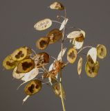 Lunaria annua