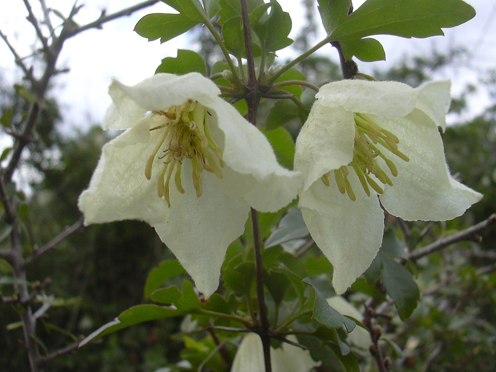 Изображение особи Clematis cirrhosa.