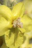 Verbascum songaricum. Цветок. Южный Казахстан, вершина 797.3 0.5 км западнее шоссе Корниловка-Пестели. 20.05.2010.