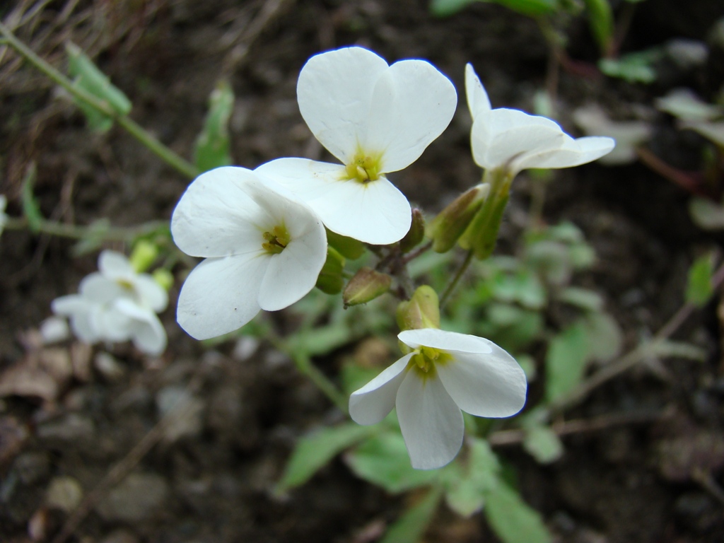 Изображение особи Arabis caucasica.