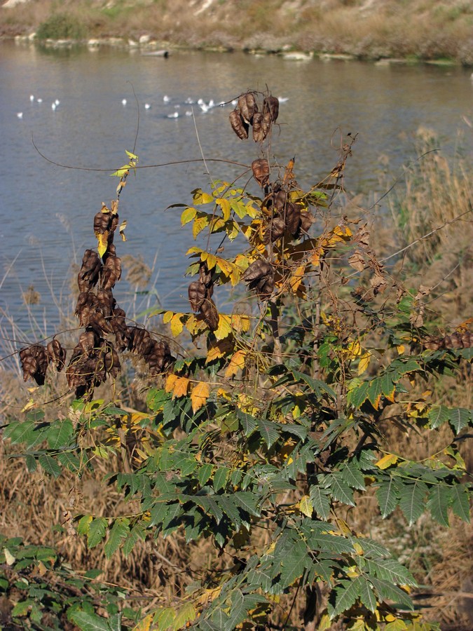 Изображение особи Koelreuteria paniculata.