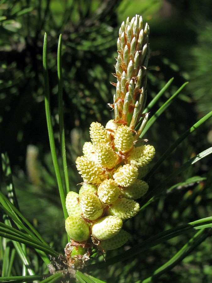 Изображение особи Pinus mugo.