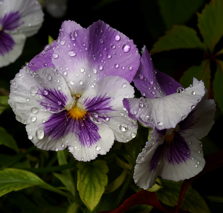 Image of Viola wittrockiana specimen.