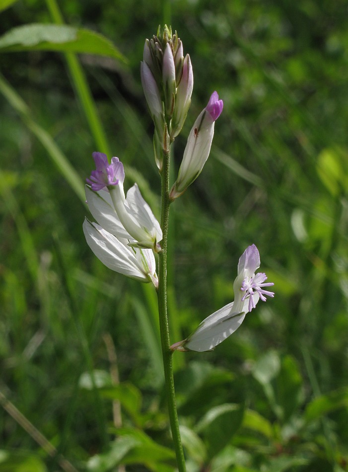 Изображение особи Polygala major.