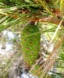 Pinus halepensis