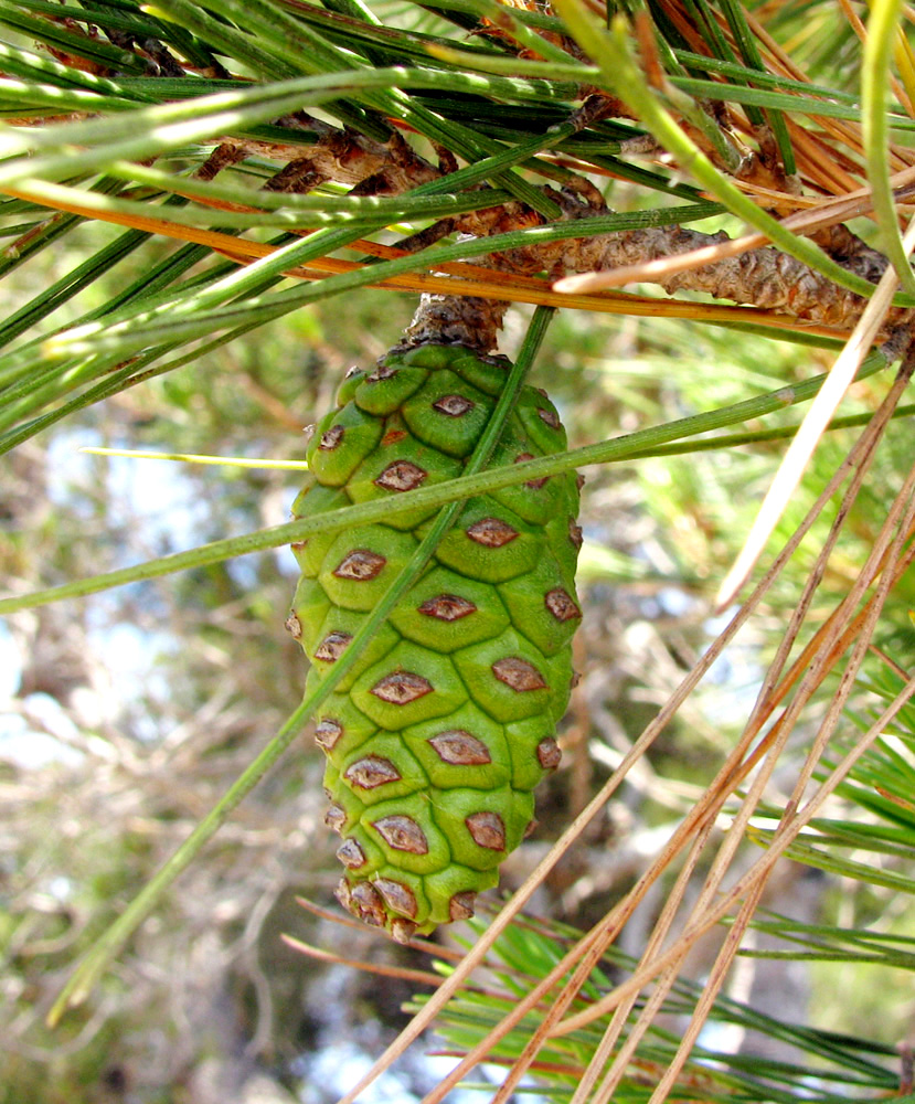 Изображение особи Pinus halepensis.