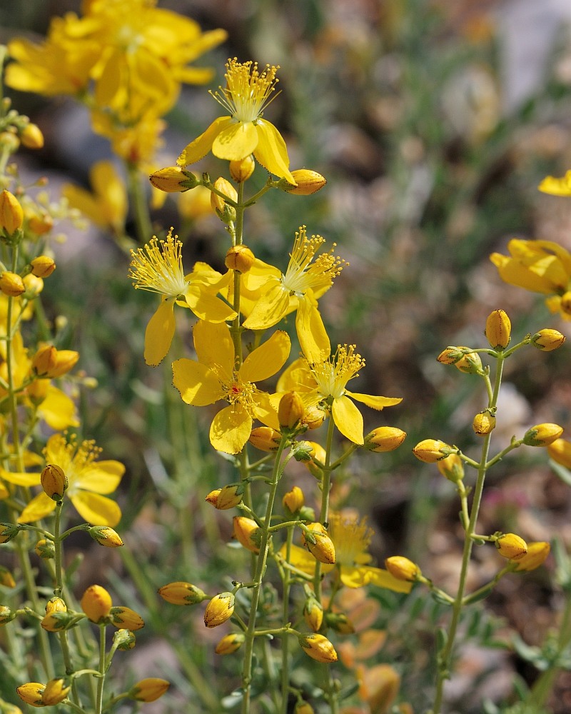 Image of Hypericum libanoticum specimen.