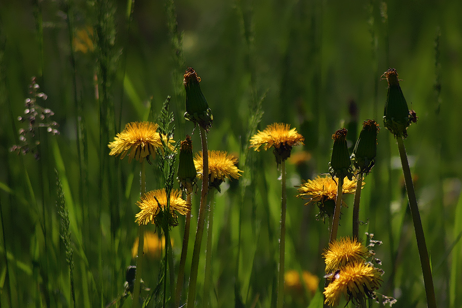 Image of Taraxacum mongolicum specimen.