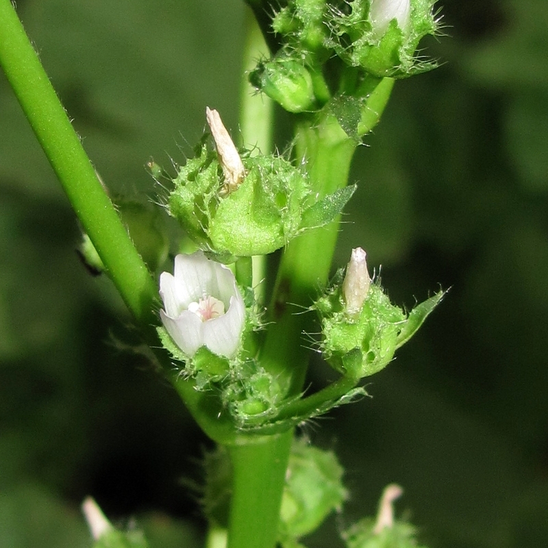 Image of Malva pusilla specimen.