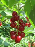 Padus virginiana