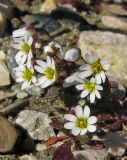 Erophila verna