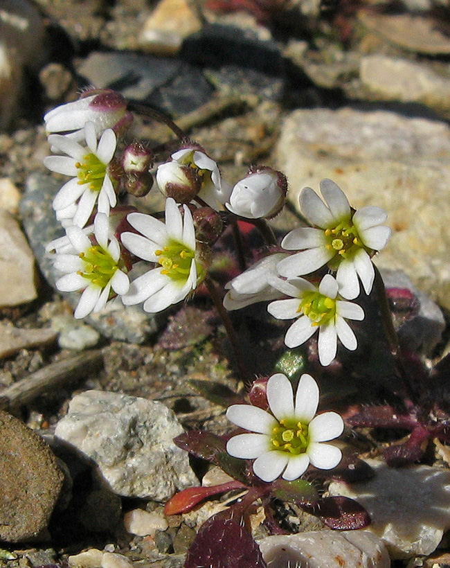 Изображение особи Erophila verna.