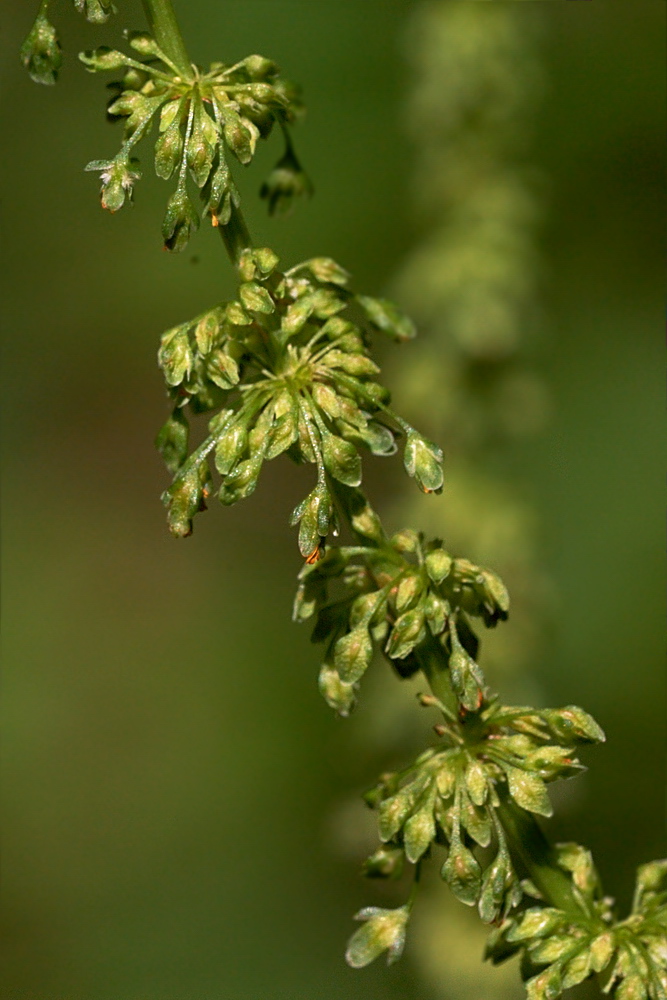 Image of Rumex sylvestris specimen.