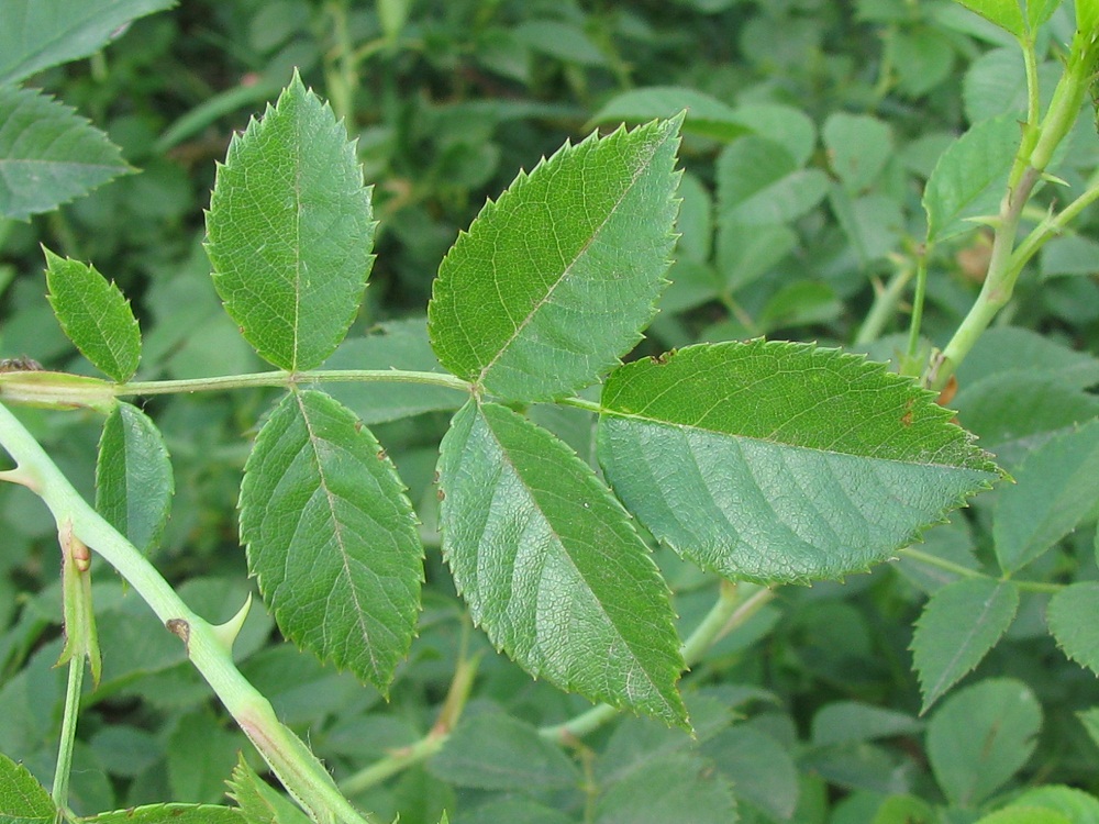 Image of Rosa canina specimen.