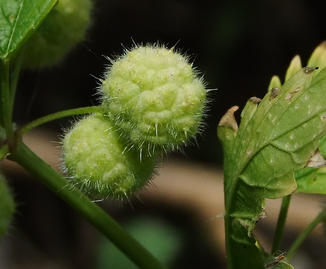 Image of Urtica pilulifera specimen.