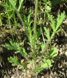 Papaver stevenianum. Розетка прикорневых листьев. Крым, Симферополь, Петровские скалы. 20 мая 2009 г.