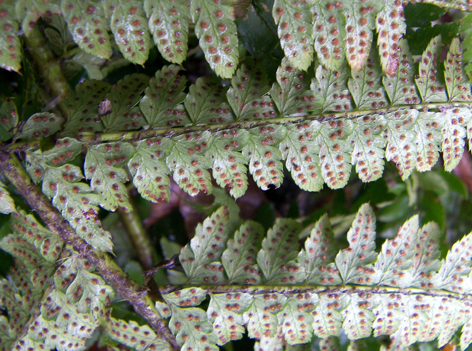 Image of Polystichum setiferum specimen.