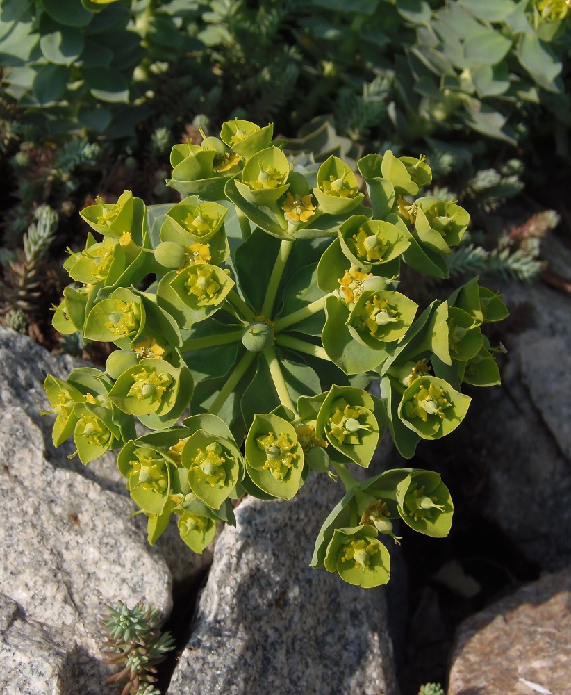 Изображение особи Euphorbia myrsinites.