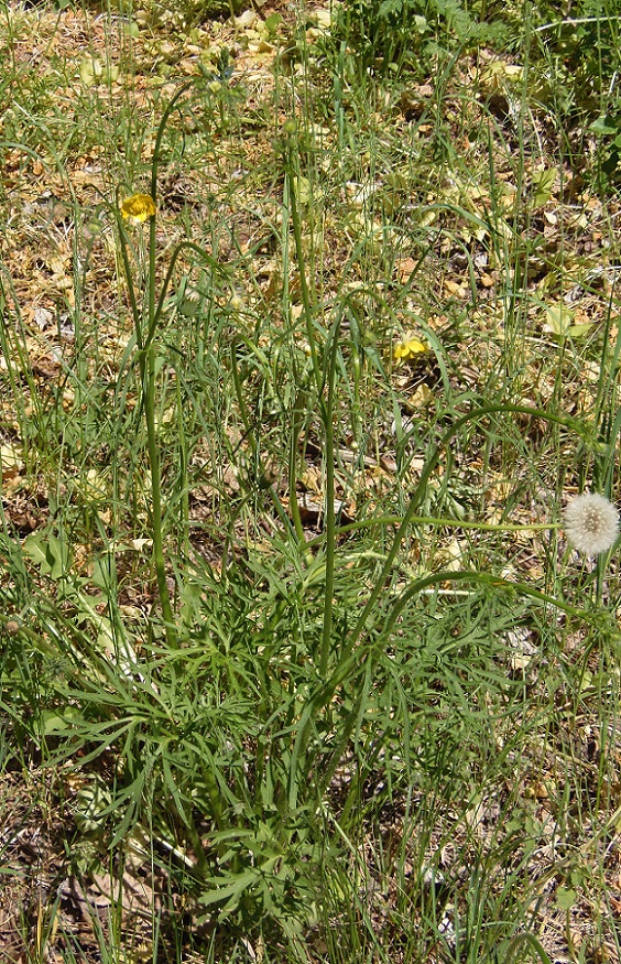 Image of Ranunculus polyanthemos specimen.