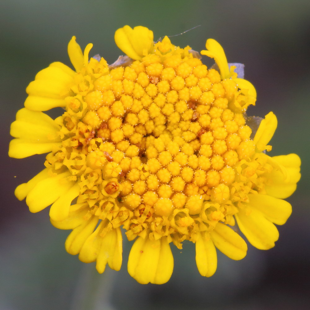 Image of Tanacetum achilleifolium specimen.