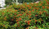 Hamelia patens