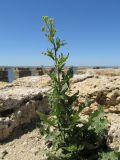 Sisymbrium loeselii. Зацветающее растение. Украина, г. Белгород-Днестровский. 10.05.2013.