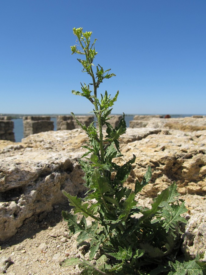 Image of Sisymbrium loeselii specimen.