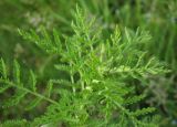 Achillea nobilis. Верхушка растения. Татарстан, г. Бавлы, луг. 09.06.2013.