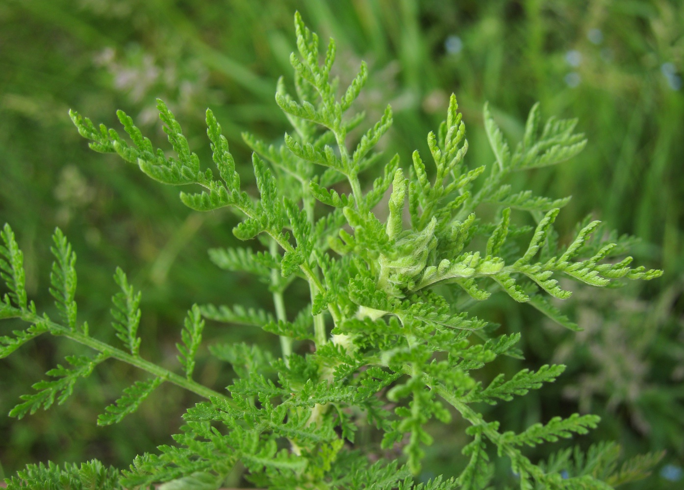 Изображение особи Achillea nobilis.