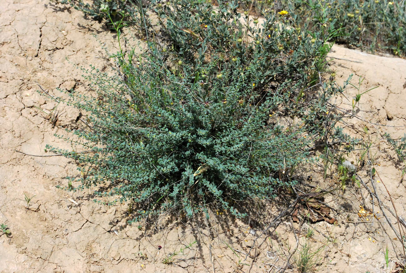 Image of Andrachne rotundifolia specimen.