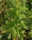 Galium rubioides. Средняя часть стебля. Крым, Симферополь, Петровские скалы. 14.06.2013.