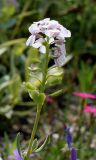 Aethionema grandiflorum