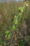 Agrimonia eupatoria ssp. grandis